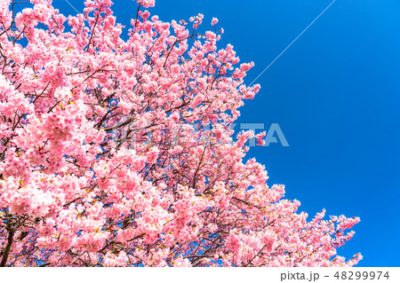 《静岡県》南伊豆町・満開の河津桜 48299974