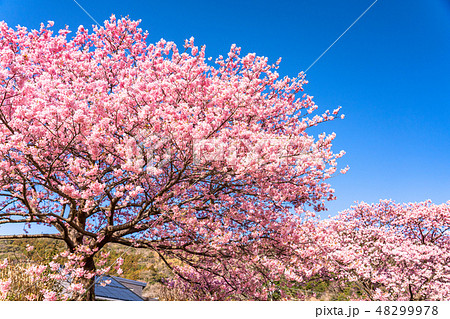《静岡県》南伊豆町・満開の河津桜 《静岡県》南伊豆町・満開の河津桜 48299978