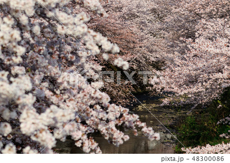 町田市 恩田川沿いの桜の写真素材