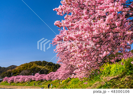 《静岡県》南伊豆町・満開の河津桜 《静岡県》南伊豆町・満開の河津桜 48300106
