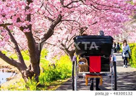 《静岡県》南伊豆町・満開の河津桜 《静岡県》南伊豆町・満開の河津桜 48300132