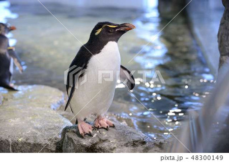 ペンギン ペンギン 48300149