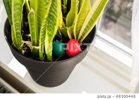 Painted Easter eggs hidden in a plant in a home, ready for the easter egg hunt traditional play game Painted Easter eggs hidden in a plant in a home, ready for the easter egg hunt traditional play game 48300448