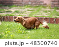 走る犬 48300740