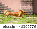 走る犬 48300776