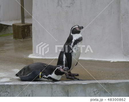 東山動物園のペンギン 東山動物園のペンギン 48300862
