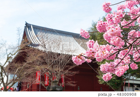 上野恩賜公園 春 満開の桜 (東京都台東区 清水観音堂裏) 2018年3月撮影 上野恩賜公園 春 満開の桜 (東京都台東区 清水観音堂裏) 2018年3月撮影 48300908