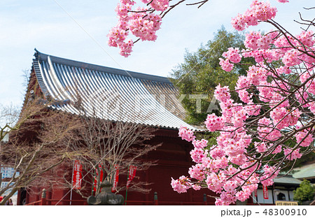 上野恩賜公園 春 満開の桜 （東京都台東区 清水観音堂裏） 2018年3月撮影 48300910