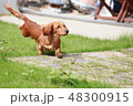 ジャンプ犬 48300915