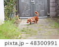犬のおさんぽ 48300991