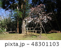 おみくじが結ばれた梅 48301103