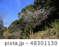 山の花 48301130