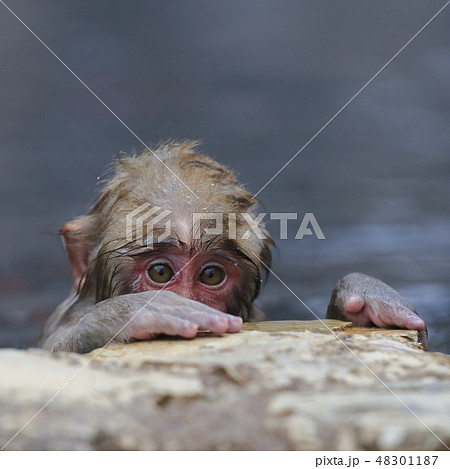 地獄谷野猿公苑のスノーモンキー 地獄谷野猿公苑のスノーモンキー 48301187