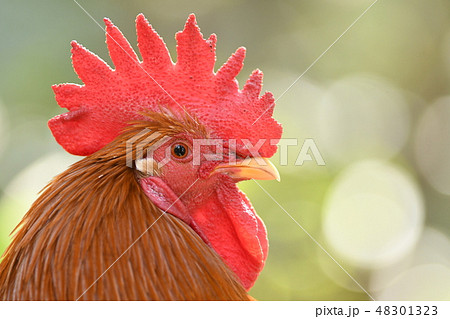 谷保天満宮のチャボ 軍鶏の交配種の写真素材