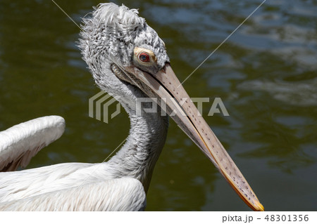 ペリカン ペリカン 48301356