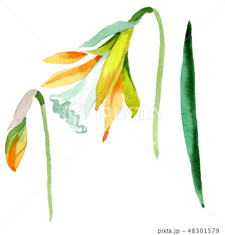Yellow narcissus floral botanical flower. Watercolor background set. Isolated narcissus illustration 48301579