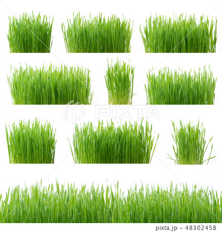 .Green wheat grass isolated on white background 48302458