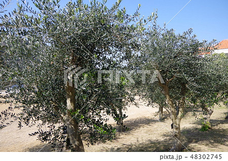 オリーブの樹 48302745