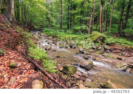 river in the forest. summer overcast day river in the forest. summer overcast day 48302763