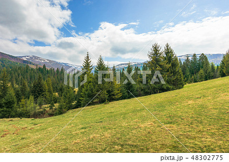 spruce forest on the hill in springtime 48302775