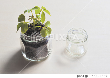 水耕栽培 植え替え 観葉植物 シェフレラ ハイドロカルチャーの写真素材 4025