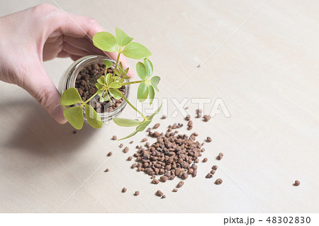 水耕栽培 植え替え 観葉植物"シェフレラ" ハイドロカルチャー 水耕栽培 植え替え 観葉植物"シェフレラ" ハイドロカルチャー 48302830