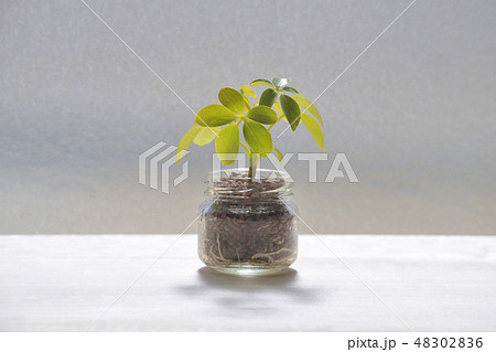 水耕栽培 観葉植物 シェフレラ ハイドロカルチャーの写真素材 4026