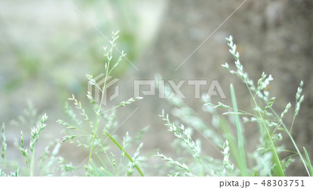 ナチュラル背景 植物 野草 散歩 道草 癒やし ヒメイヌビエ ポエム ナチュラル背景 植物 野草 散歩 道草 癒やし ヒメイヌビエ ポエム 48303751