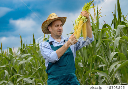 Middle age Farmer hold fresh organic corn cobs 48303896