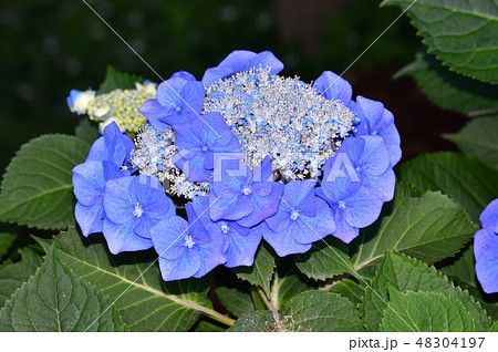 装飾花が青色の額咲きのアジサイの花序をクローズアップで撮影した写真 装飾花が青色の額咲きのアジサイの花序をクローズアップで撮影した写真 48304197
