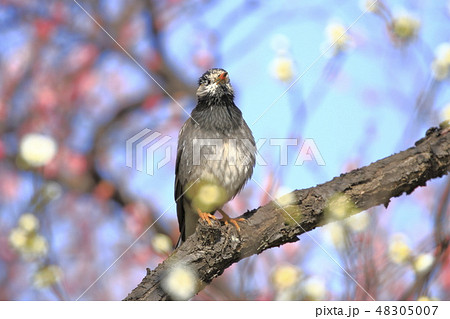 紅白の梅とムクドリ　　　 48305007