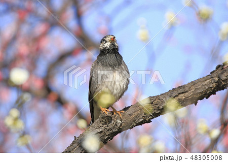 紅白の梅とムクドリ　　　 48305008