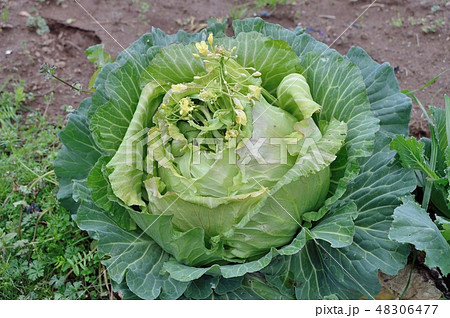キャベツの花 48306477