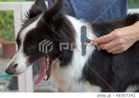 Grooming of Border Collie 48307342