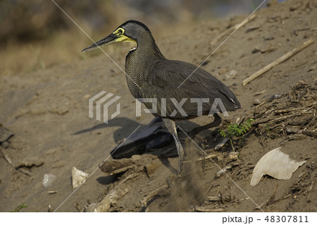 Bare-throated Tiger Heron, T. mexicanum on sand 48307811