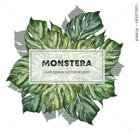 Monstera design hand drawn poster template 48307905