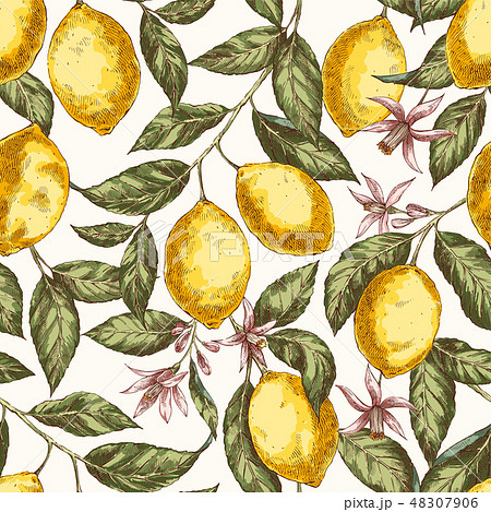 Lemons hand drawn vector seamless pattern 48307906