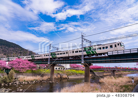 (静岡県)河津桜並木と伊豆急行踊り子電車 (静岡県)河津桜並木と伊豆急行踊り子電車 48308704