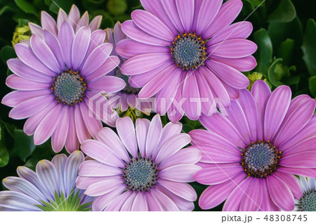 Beautiful fresh pink daisy flowers closeup, top view. 48308745