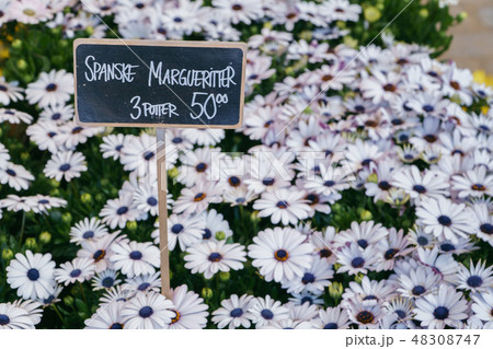 Beautiful fresh pink daisy flowers on the market. Beautiful fresh pink daisy flowers on the market. 48308747