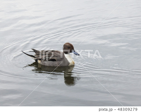 オナガガモ　尾長鴨　Northern pintail 48309279