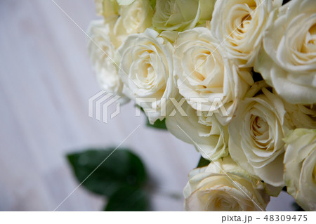 White roses background 48309475