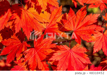 Background of autumn maple leaves in the sunlight Background of autumn maple leaves in the sunlight 48310452