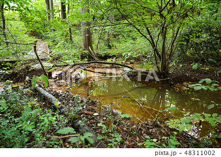 森の湿地2 48311002