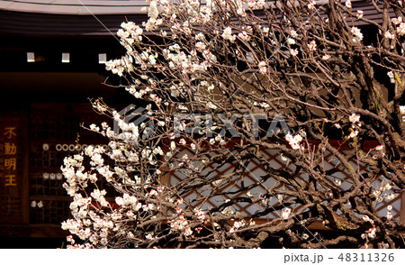 春の訪れを告げる福蔵院の梅の花(8) 48311326