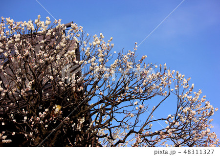 お寺の本堂と満開になった梅の花(1) 48311327