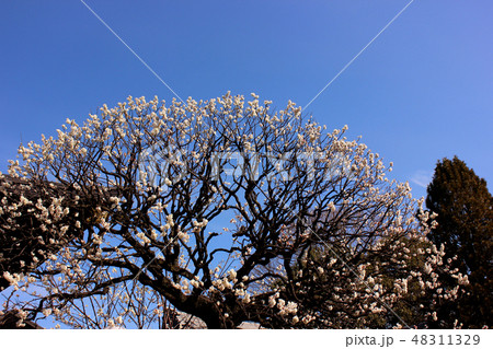 美しい弧を描く福蔵院の梅の花 48311329