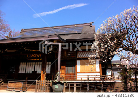 お寺の本堂と満開になった梅の花(2) お寺の本堂と満開になった梅の花(2) 48311330