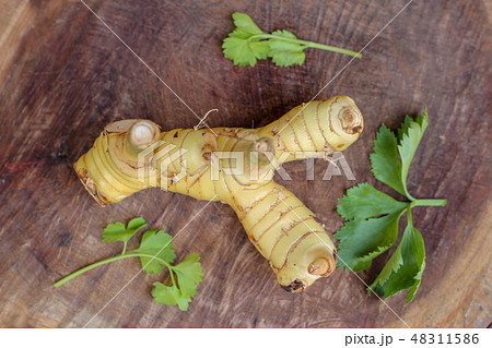 galanga with Celery leaf galanga with Celery leaf 48311586