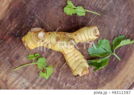 galanga with Celery leaf galanga with Celery leaf 48311587